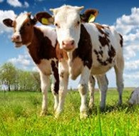 Národní dotace v letošním roce: 4 miliardy půjdou na lepší zdravotní stav a podmínky v chovech zvířat, ozdravování plodin a vzdělávání